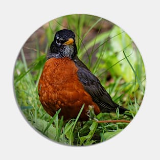 A Curious and Hopeful American Robin Pin