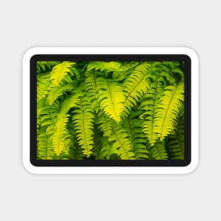 Lush ferns. Magnet