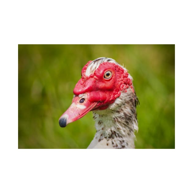 Muscovy Duck - 2011 by SimplyMrHill