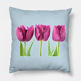 Tulipa  &#39;Showcase&#39;    Double Early Tulip Pillow