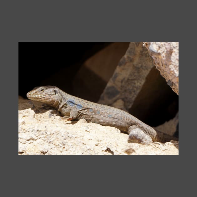 Gallotia Galloti (Male Tenerife Lizard) by Nicole Gath Photography