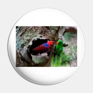 Pair Of Eclectus At The Nest Pin