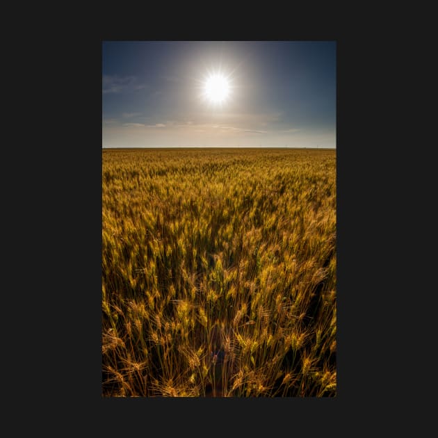 Wheat field at sunset, sun in the frame by naturalis