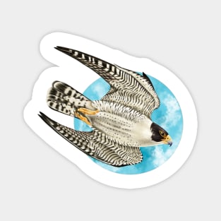 Peregrine Falcon in Flight Magnet