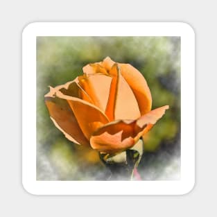 Peach Rose Bud In Watercolor Magnet