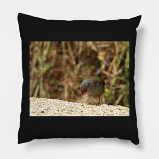 Red-browed Finch at Norton Summit eating Pillow