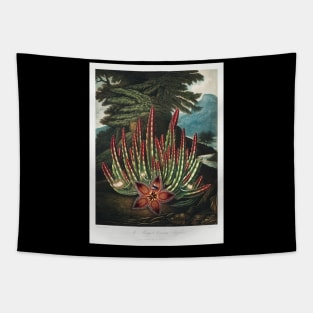 The maggot bearing Stapelia Tapestry