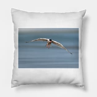 Common Tern in Flight Pillow