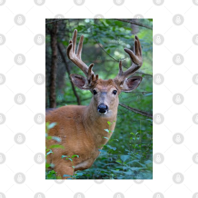 White-tailed deer Buck by Jim Cumming