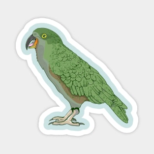 kea New Zealand Bird Magnet