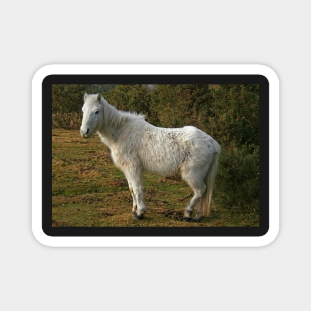 Forest Pony Magnet by RedHillDigital