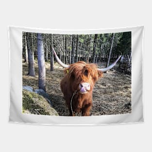 Scottish Highland Cattle Cow 2372 Tapestry