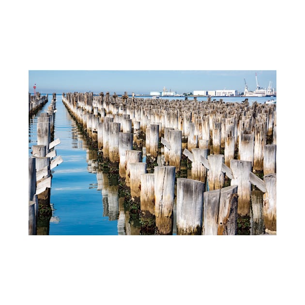 Wooden piles off Princess Pier, Melbourne. by sma1050