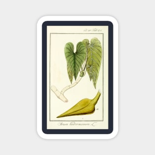 Mature Heartleaf Philodendron - Philodendron hederaceum - Botanical Illustration Magnet