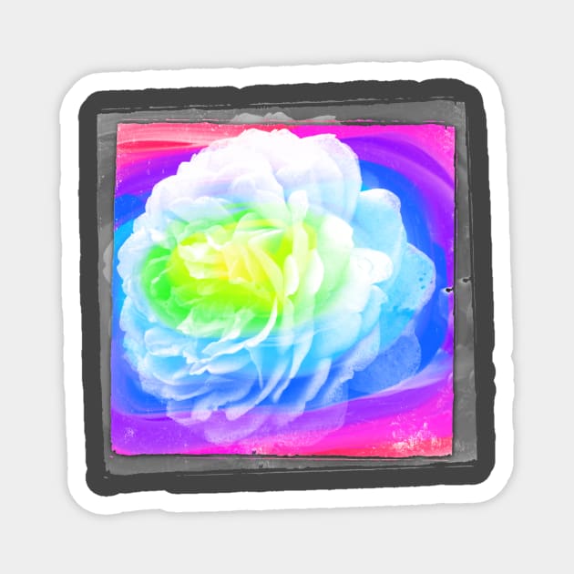 Abstract Rose Photography Art Magnet by AlondraHanley