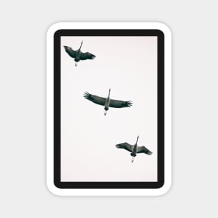 Three Common Cranes Flying in Midair From Below Magnet