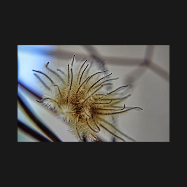 Clematis Seed Head by EileenMcVey