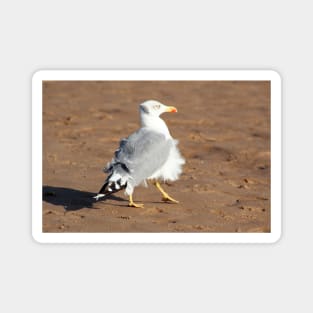 Seagull in a windy day with ruffled feathers Magnet