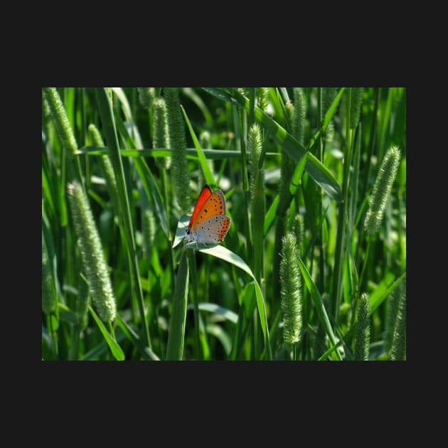 Butterfly on green grass photo design by Zimart