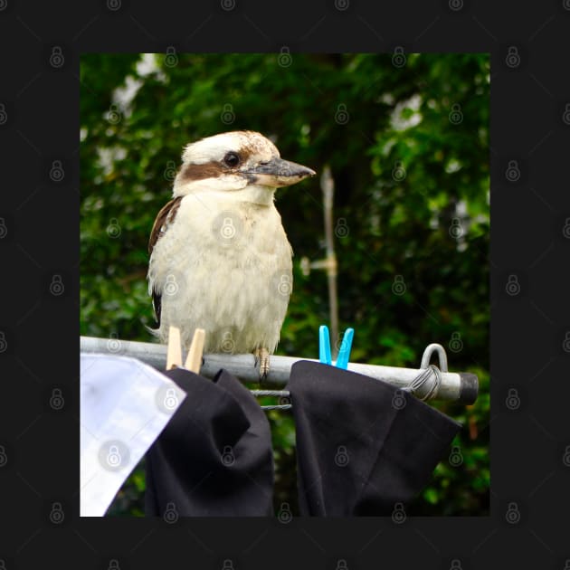 Kookaburra on the Line! by Mickangelhere1