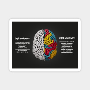 Human Brain Facts Magnet