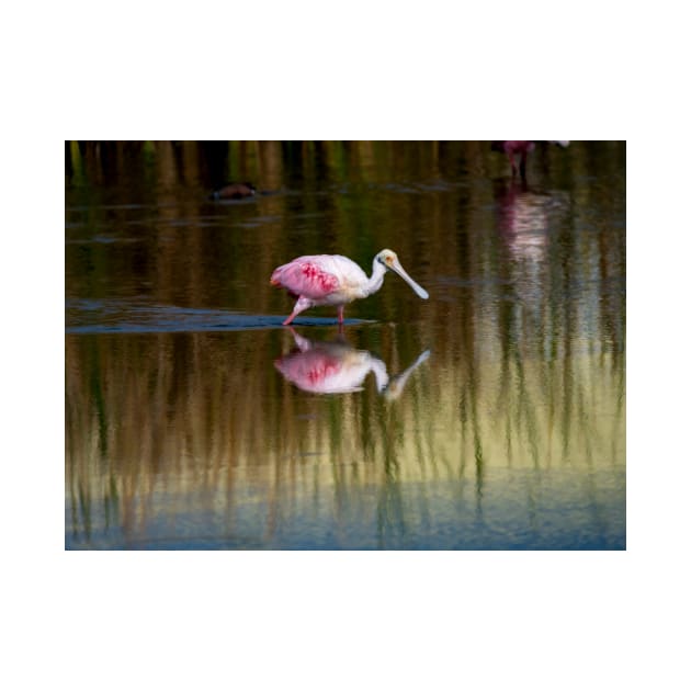 Roseate Spoonbill On the Move by Debra Martz