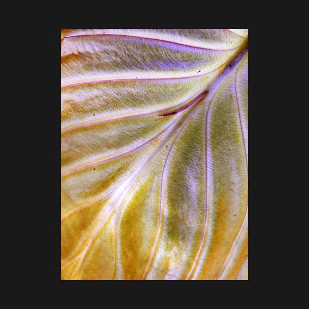 Hosta leaf ~ end of season by LaurieMinor