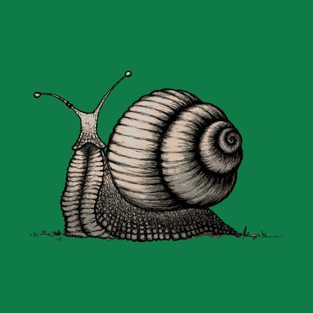 Snail by mangulica