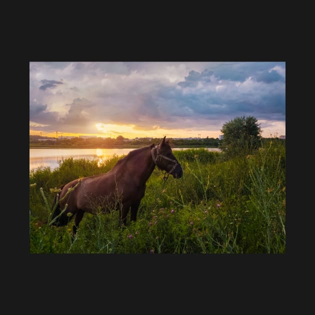 stallion on pasture by psychoshadow