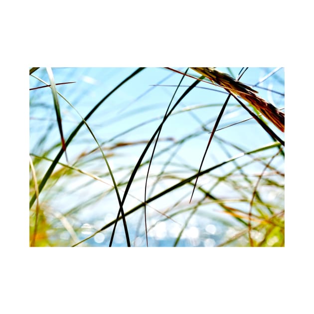 Wispy Beach Grass by 1Redbublppasswo