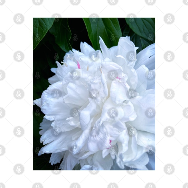 White Peony flower photograph by art64