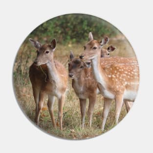 Fallow Deer - Bushy Park, London Pin