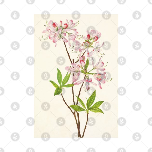 Pinkshell azalea - Botanical Illustration by chimakingthings