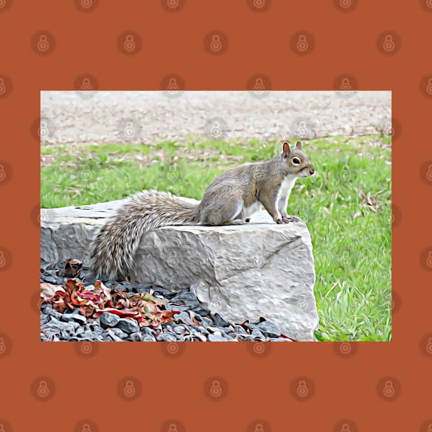 Grey Squirrel on Rock No.1 by MaryLinH