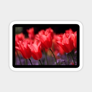 Red Flowers . Magnet