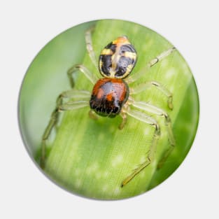 A Flat Abdomen Crab Spider (Camaricus maugei) Pin