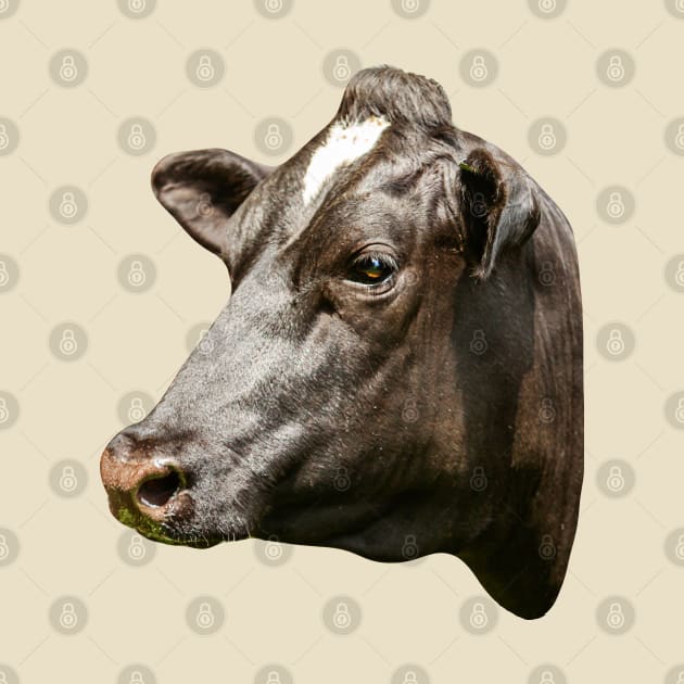 Friesian cow portrait by dalyndigaital2@gmail.com