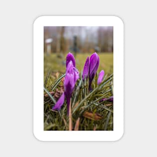 Beautiful Purple flowers on a rainy autumn day Magnet