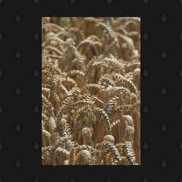 Wheat (portrait) by jomaot