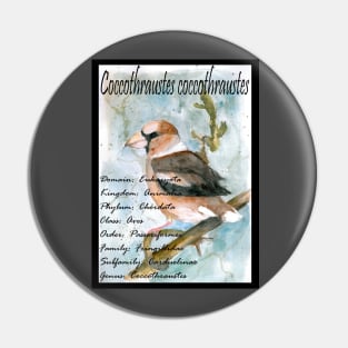 Hawfinch Pin