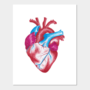Human Heart Anatomy Drawing Posters And Art Prints Teepublic Uk