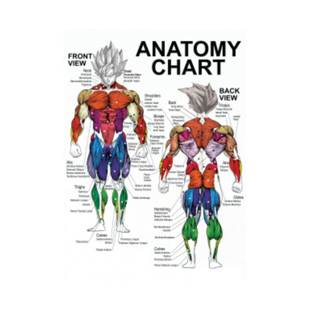 Muscle Anatomy Chart