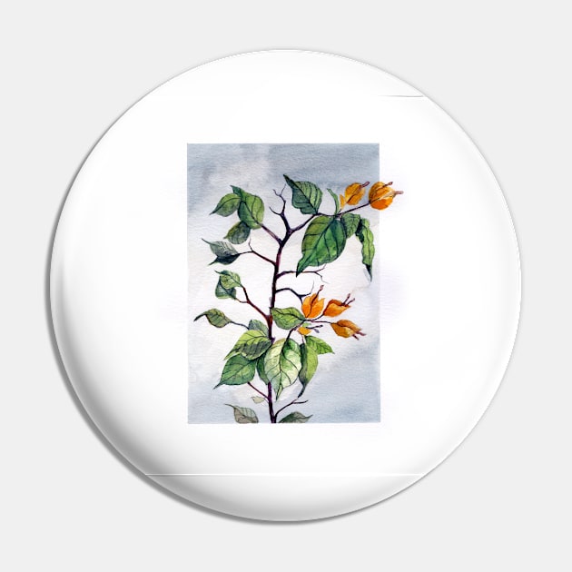 Yellow bougainvillea tree Pin by romulofq