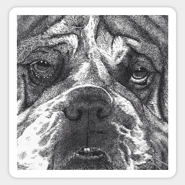 Drawing of a Big wrinkly faced dog Worried Sticker TeePublic