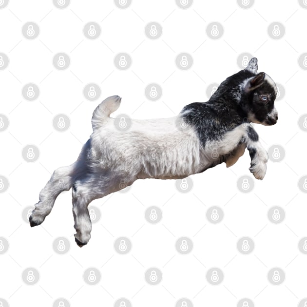 Jumping Baby Goat by Ory Photography Designs