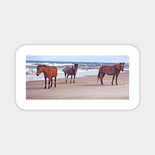 Wild horses, wildlife, A Trio of Beach Buddies Magnet