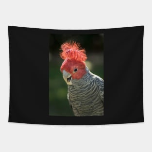 Gang Gang Cockatoo Tapestry