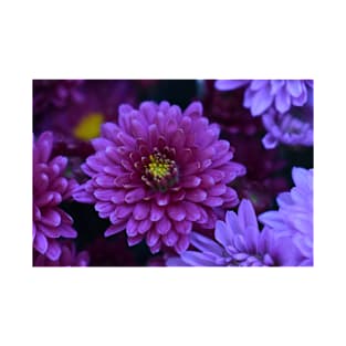 Purple chrysanthemum T-Shirt