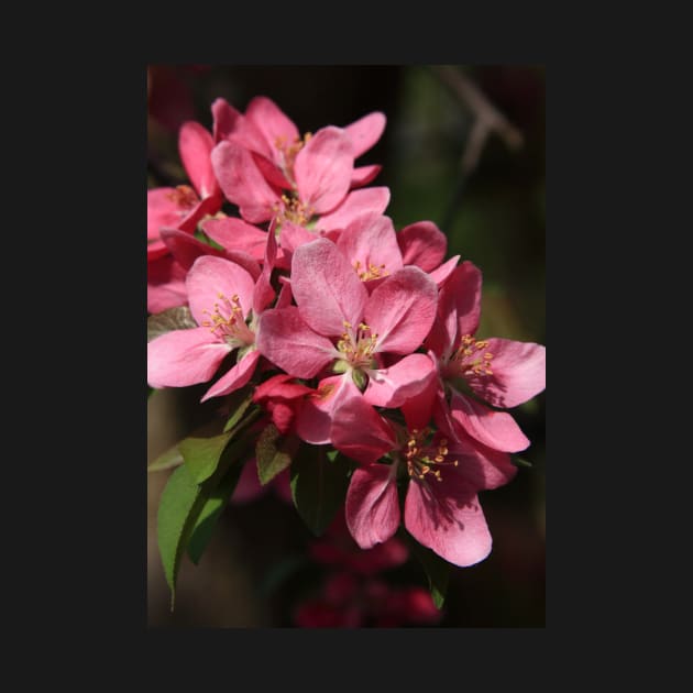 Crab Apple Blossoms by lyle58