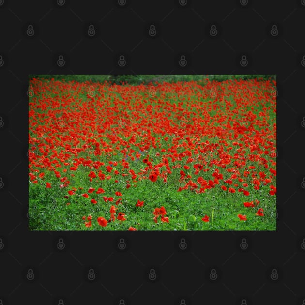 Poppy Field by jojobob
